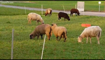 Lammeren in de weide pony zijn krullend vriendin