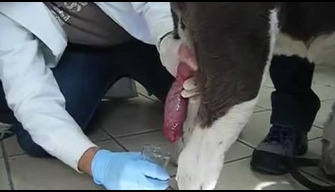 A morena empurra para o cão e olha como a porra dos fluxos