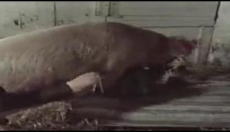 Big pig dumped a woman on the mattress and fucked like a beast zoo porn online