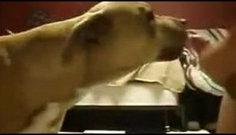 Horny zoophile fucks his dog zoo porn videos online