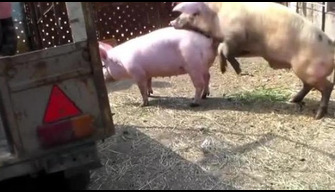 Javali fode animado porco zoológico para farrowing vídeo pornô