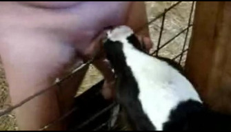 Zoophile with experience gives a calf to suck