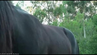 Horny black horse plants a big cock in the ass of a man