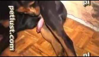 Gran rottweiler en zoo porno se folla a un hombre en el culo