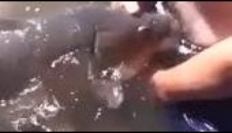 Pria di sungai meniduri ikan besar di kebun binatang mulut Tonton video porno online