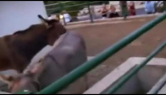 Donkey almost fucked his little brother in the ass zoo porn from Portugal