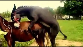 Donkey fucked a small mare in zoo porn