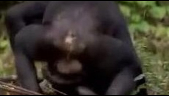 Red-footed chimpanzee fucks female in nature zoo porn video