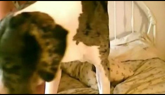 Gentle huge dog climbed to the mistress in bed and fucks like a bitch zoo porn online