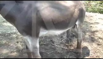 Burro con una fuerte eldometer desgarró el ano de un azul, la bestialidad de vídeo en línea