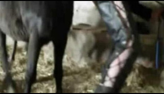 Amatoriale reale zoo sesso con pony nel paddock