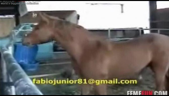 Cavalo na cerca fode um homem no cu assista jardim zoológico de sexo grátis online