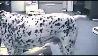 Giovane Dalmata piantato un skinny ragazza con la vagina casa zoo sesso gratis