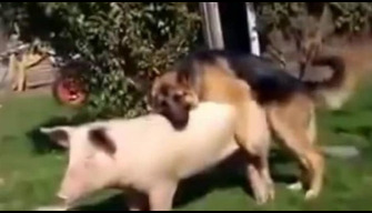 Lustful dog fucks young pig zoo porn