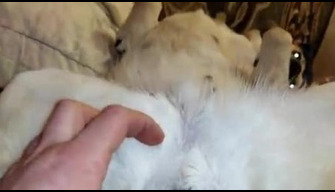 Zoophile caresses the pussy of a white dog with his hand porn zoo video