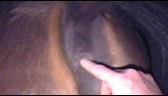 Lustful zoophile fucked a mare under the tail in zoo porn online